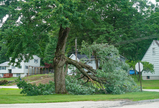 Best Lawn Dethatching  in Chesapeake, WV